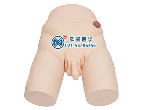 男性導(dǎo)尿模型