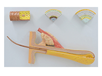 毛囊毛發(fā)解剖放大模型